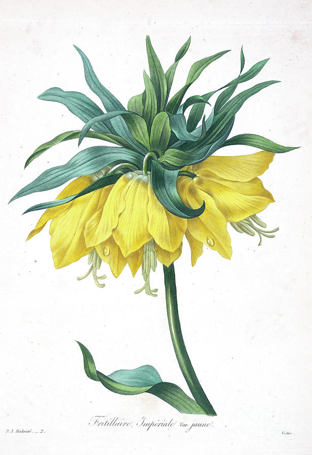 Fritillaria imperialisillustration 1827 r1 Drawing by Botany - Pixels