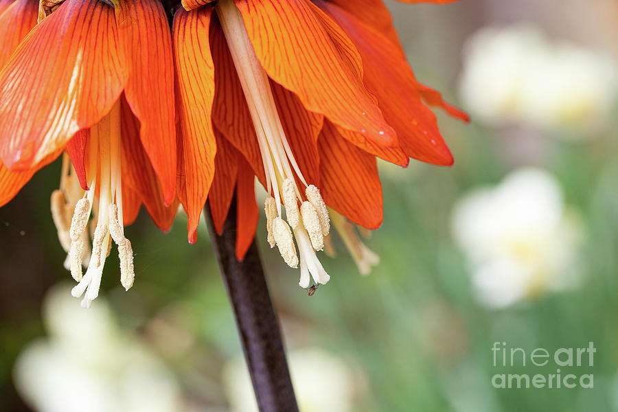 Fritillaria in Spring Photograph by Marilyn Cornwell