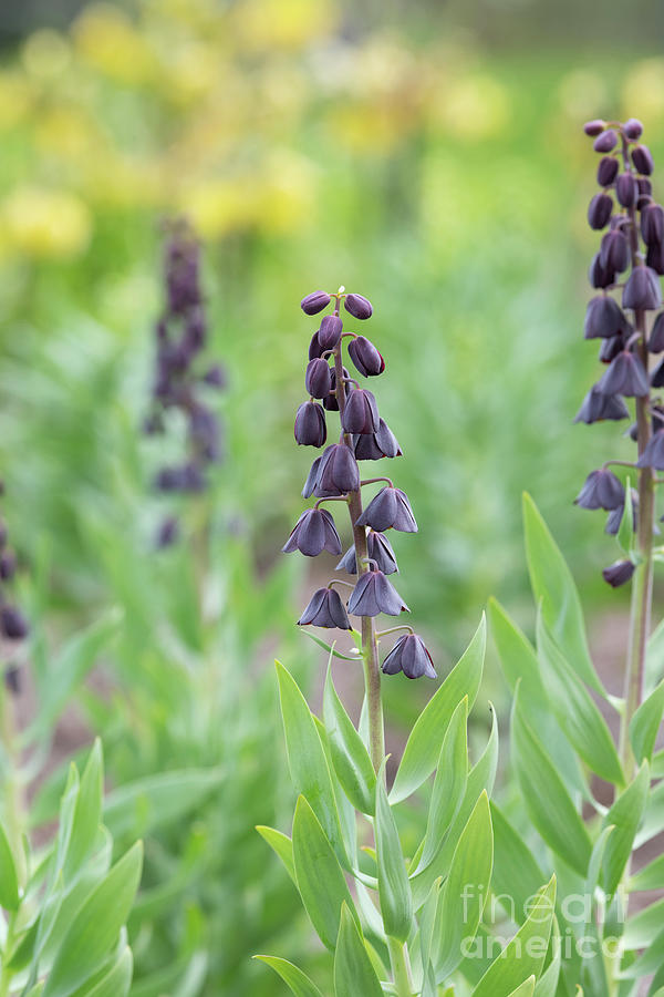 Fritillaria Persica Blues Brothers Flower Photograph by Tim Gainey