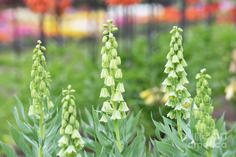 Fritillaria Persica Ivory Bells Flower Photograph by Tim Gainey