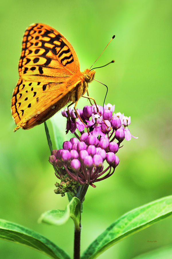 Fritillary Butterfly and Flower Photograph by Christina Rollo