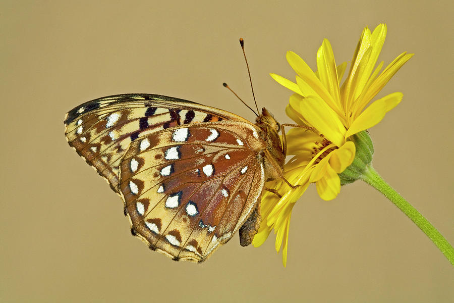 Fritillary Butterfly Photograph by Buddy Mays