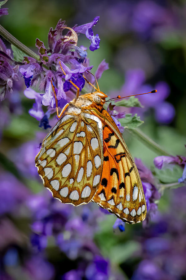 Fritillary Butterfly Photograph by Fred J Lord
