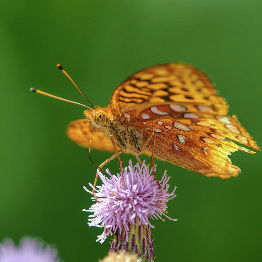 Nature Photograph - Fritillary Butterfly by Paul Freidlund