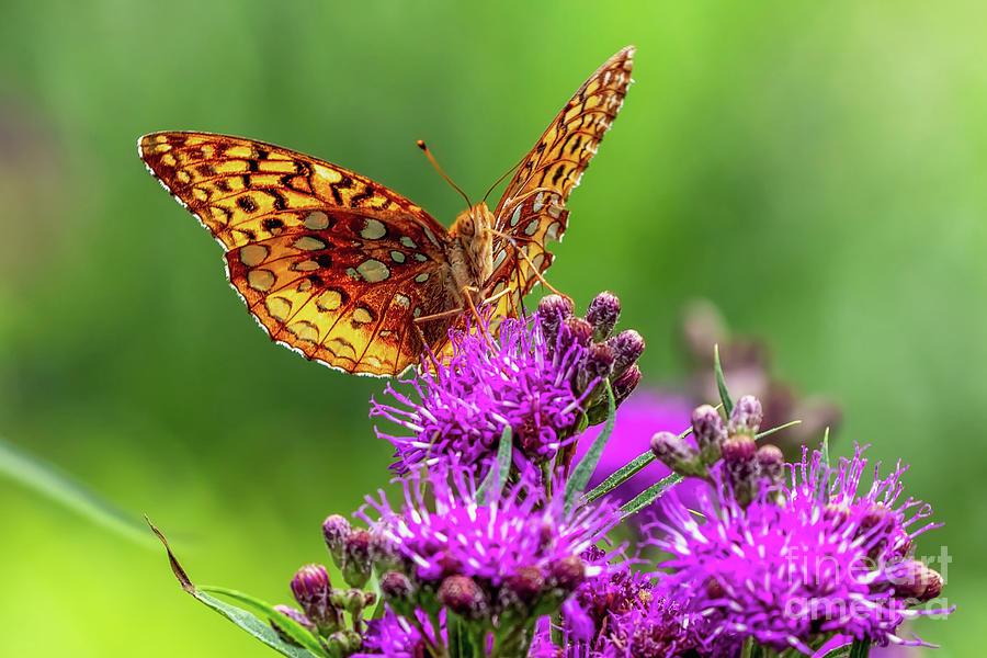 Fritillary butterfly Photograph by Richard Chasin - Fine Art America