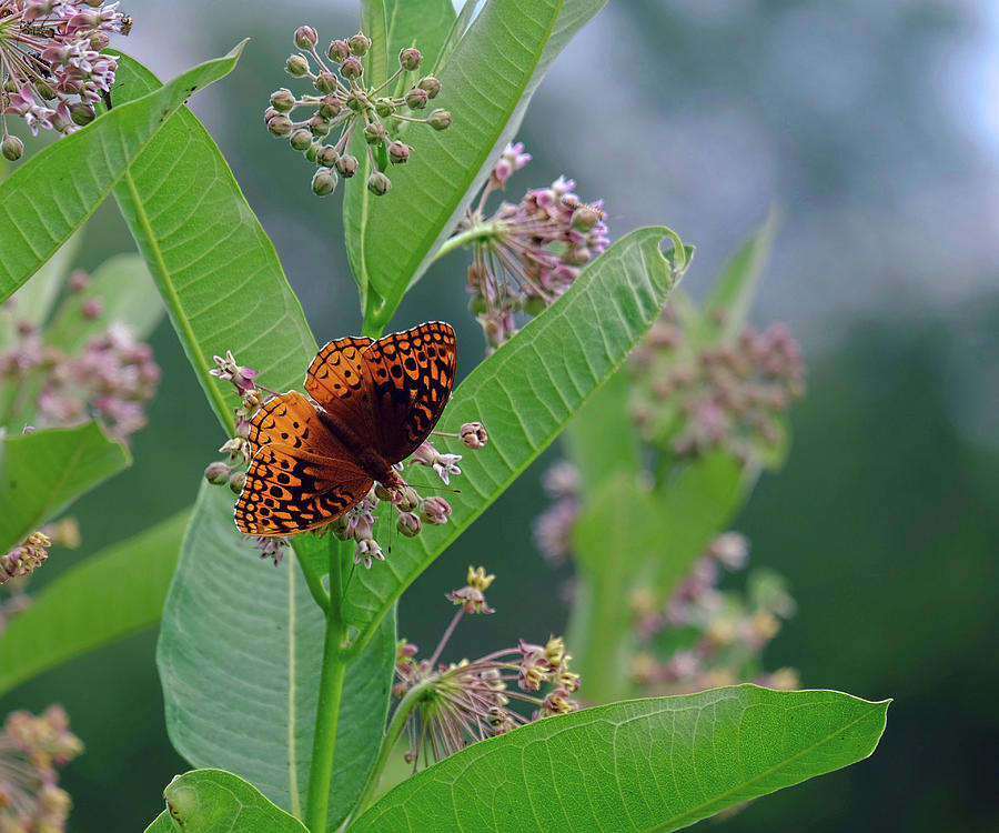 Fritillary Butterfly Photograph by Ronda Ryan