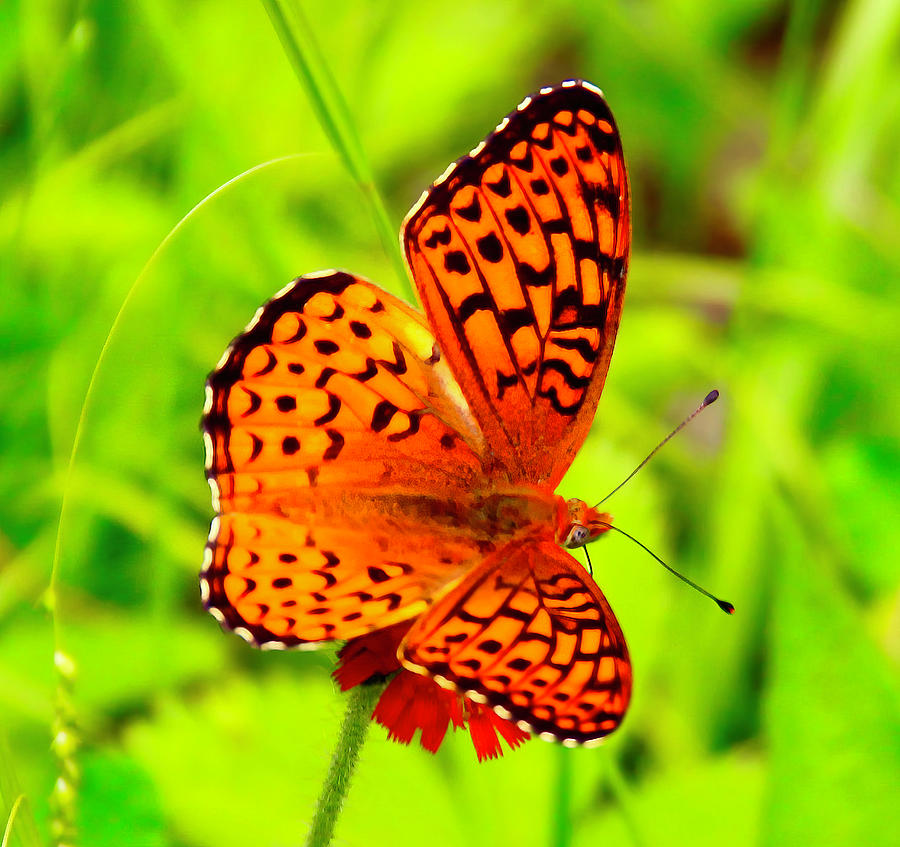 Fritillary Butterfly Photograph