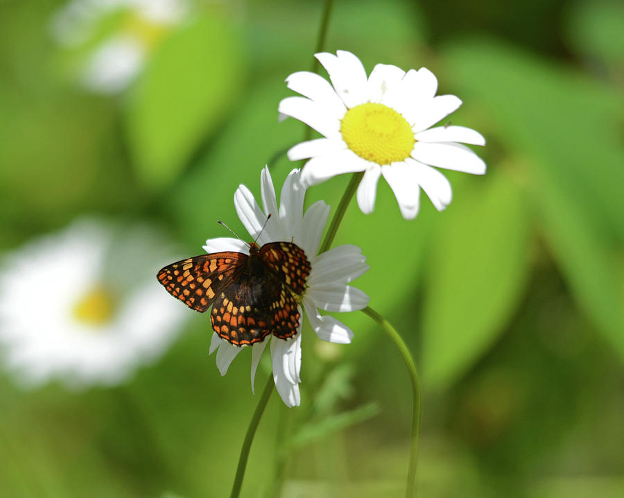 Fritillary on a Daisy Photograph by Whispering Peaks Photography