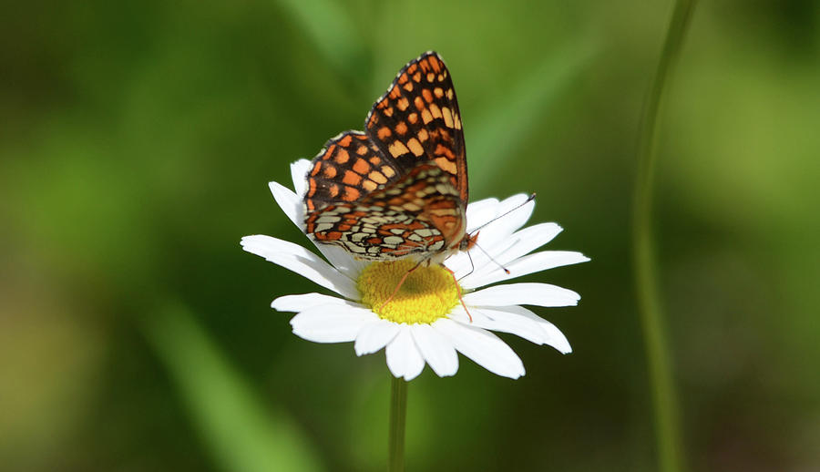 Fritillary on a Flower Photograph by Whispering Peaks Photography