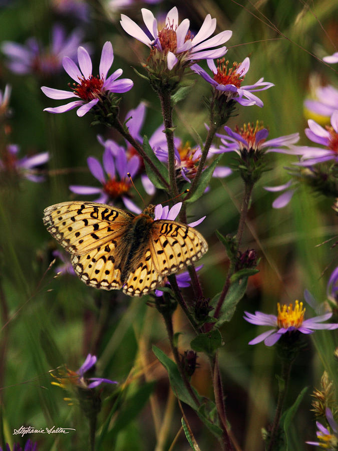 Fritillary On Asters Photograph by Stephanie Salter