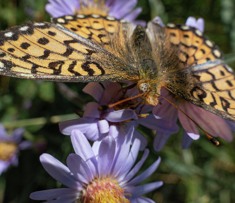 Butterfly Photograph - Fritillary Portrait On Aster by Phil And Karen Rispin