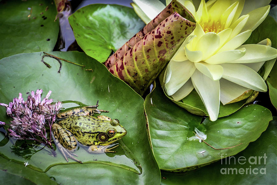 Frog and Lily Photograph by Kevin Fortier