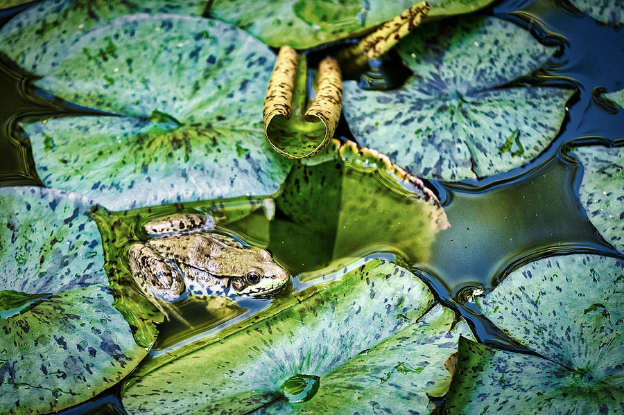 Wildlife Photograph - Frog and Lily Pads by Stuart Litoff