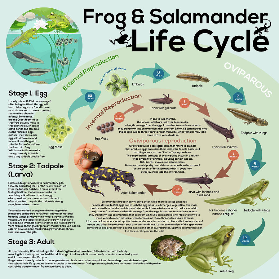 Frog And Salamander Life Cycle Mixed Media