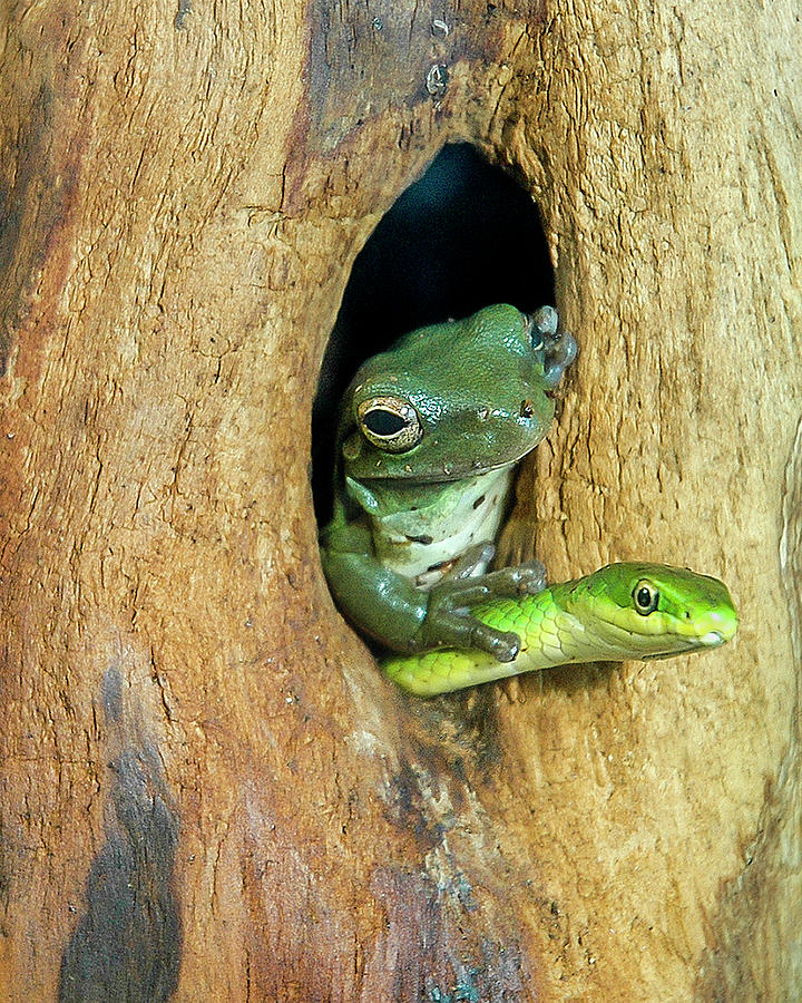 Frog and Snake Share a Home Photograph by WAZgriffin Digital