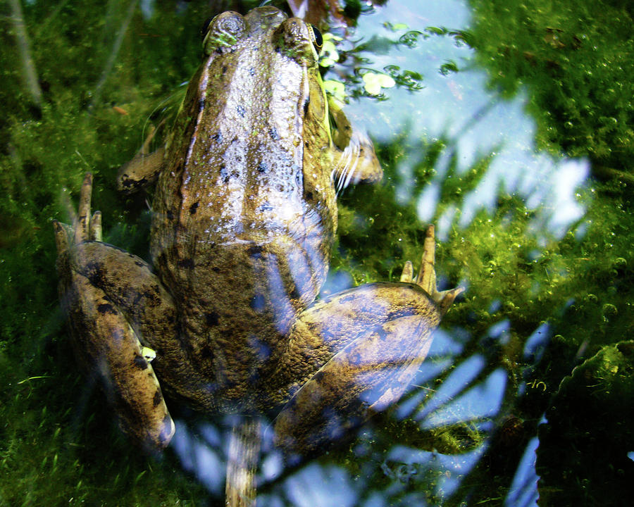 Frog At Rest Photograph by Mark Buehl - Pixels