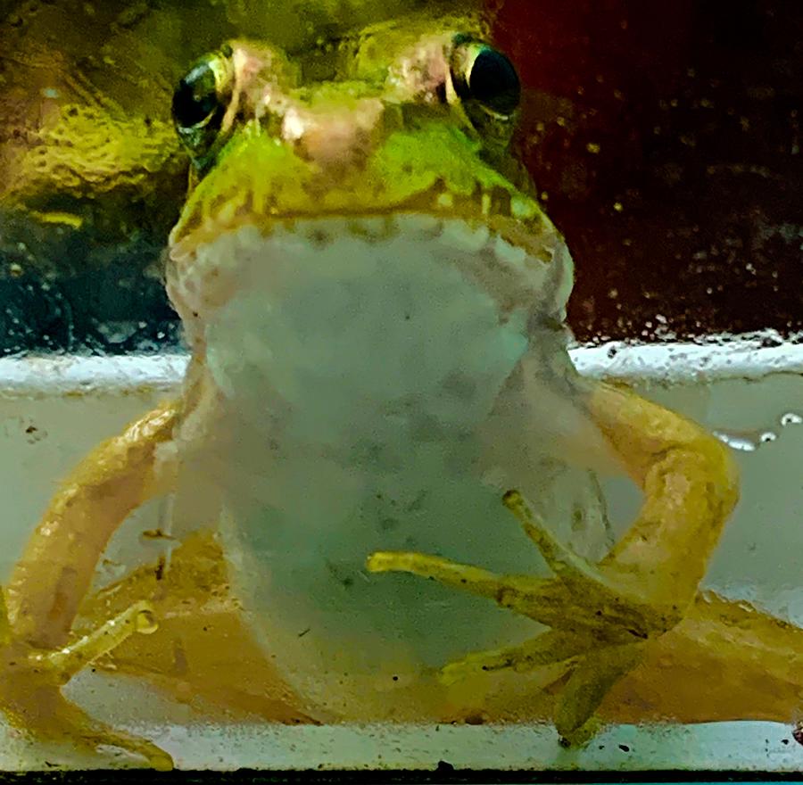 Window Frog Photograph