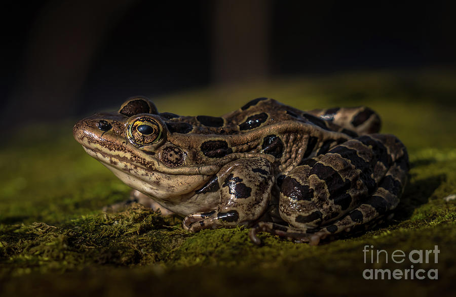 Frog Photograph by Bill Frische