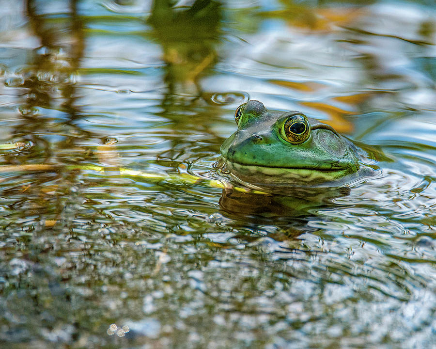 Frog Photograph by Cathy Kovarik