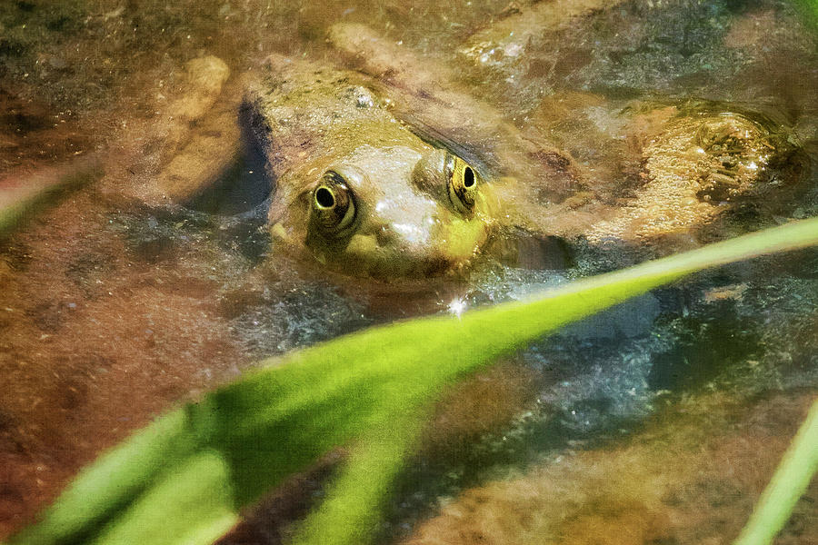 Frog Charming Photograph by Belinda Greb