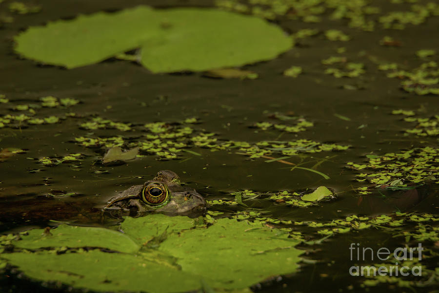 Amphibians Photograph - Frog Face by Nancy Gleason