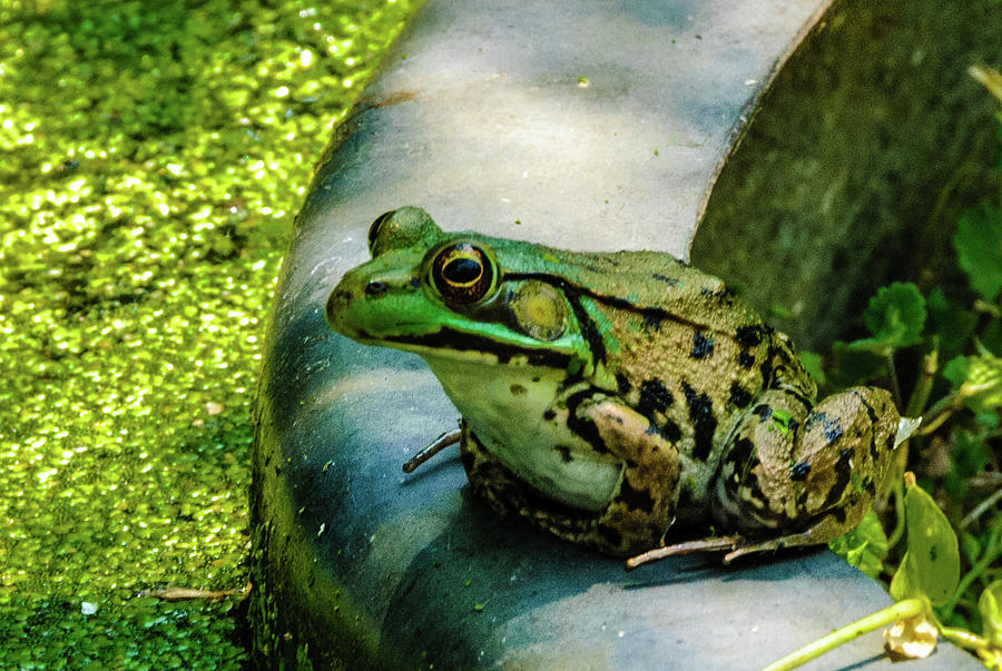Frog Hollow Photograph by Louis Dallara