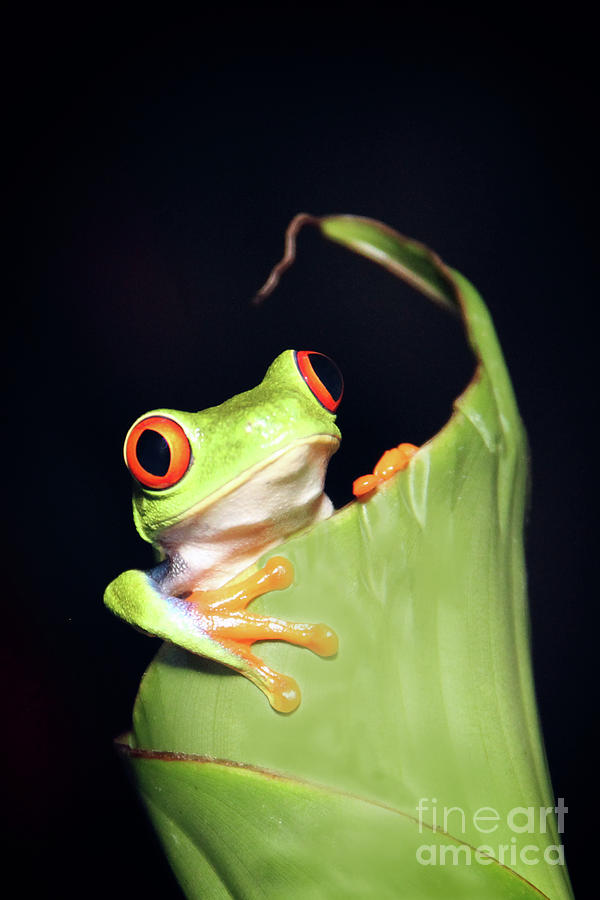 Frog in a leaf Photograph by Bob Hislop