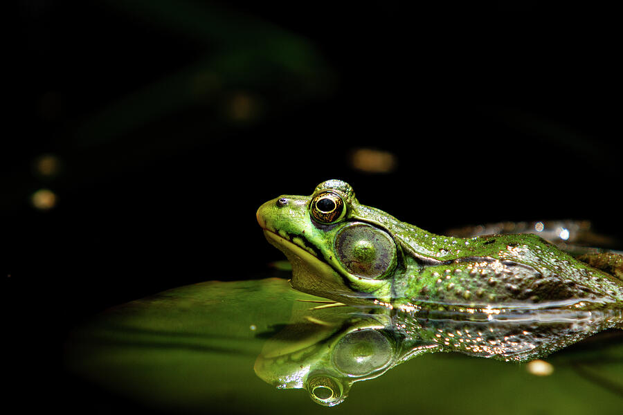 Natures Mirror - A Frogs Peaceful Moment Photograph by NorthEast Creativity Natures Mirror - A Frogs Peaceful Moment Photograph by NorthEast Creativity