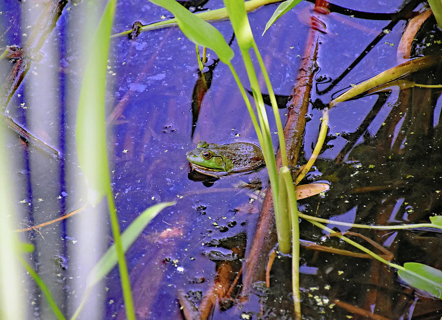 Frog in a pond Photograph by Monika Salvan