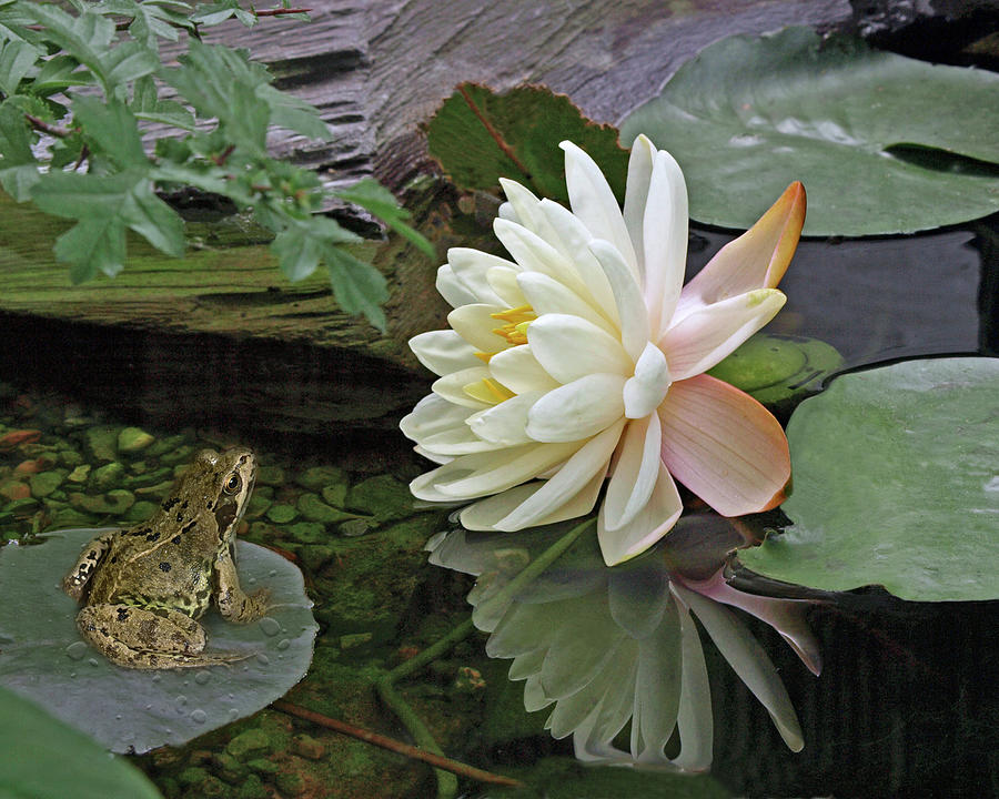 Frog In Awe of White Water Lily Photograph by Gill Billington
