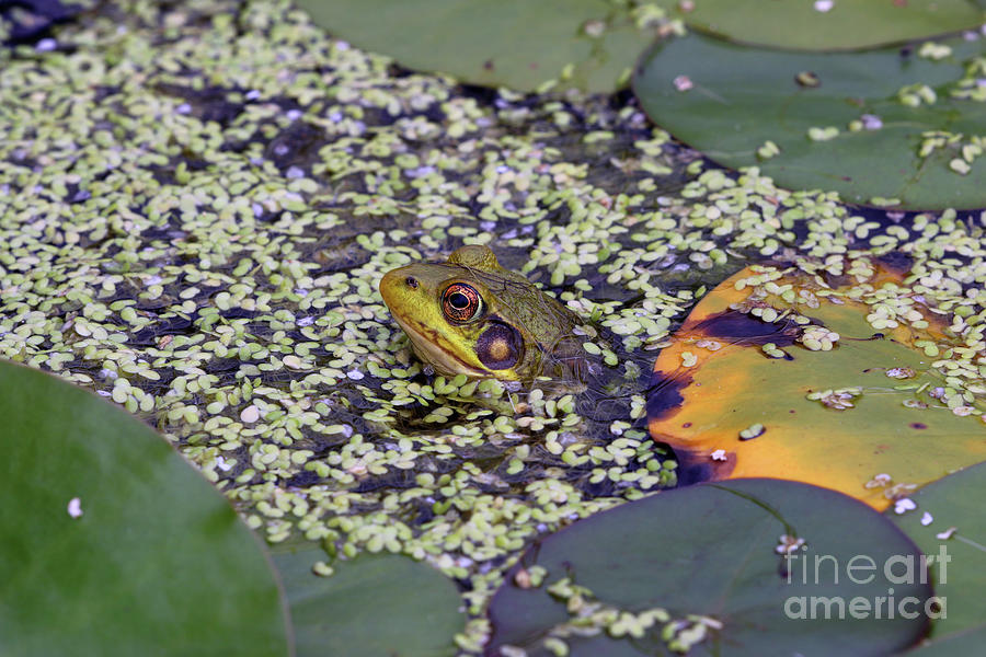 Frog In Duckweed 8566 Photograph by Jack Schultz