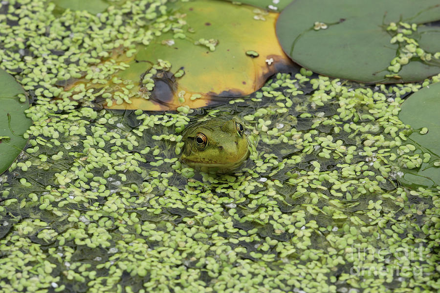 Frog In Duckweed 8568 Photograph by Jack Schultz