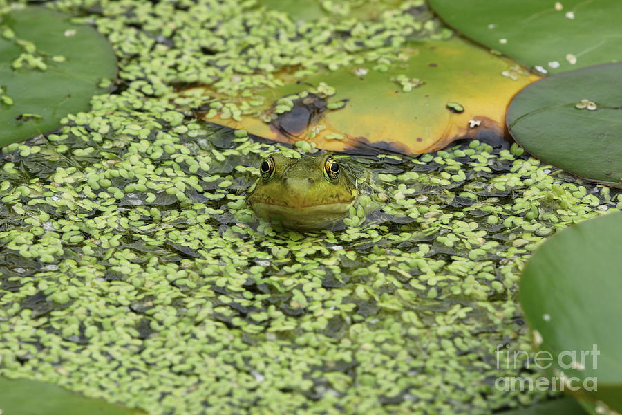 Frog In Duckweed 8572 Photograph by Jack Schultz