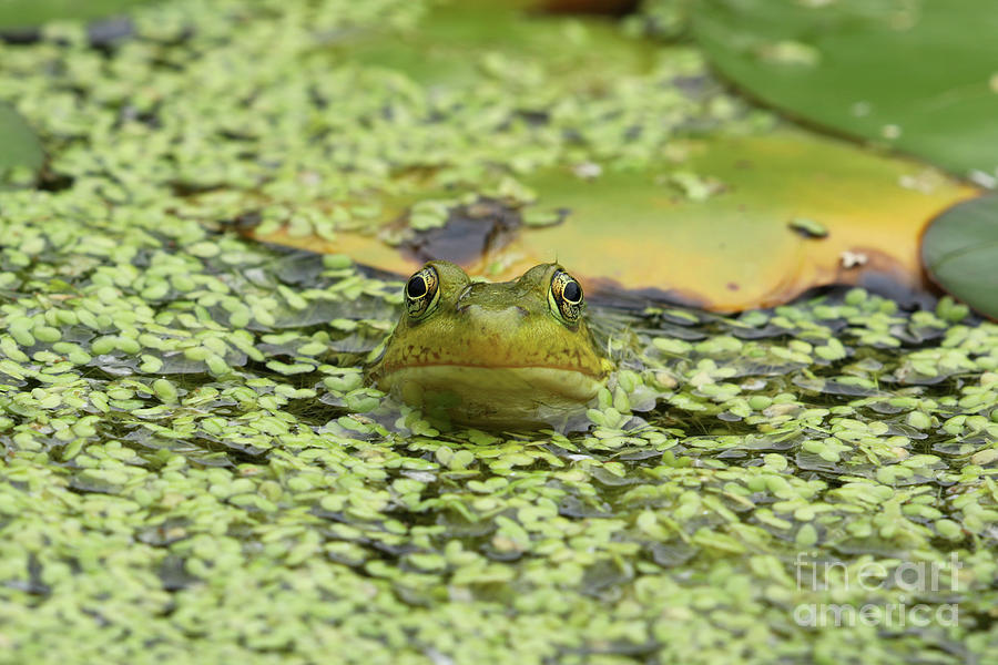 Frog In Duckweed 8575 Photograph by Jack Schultz