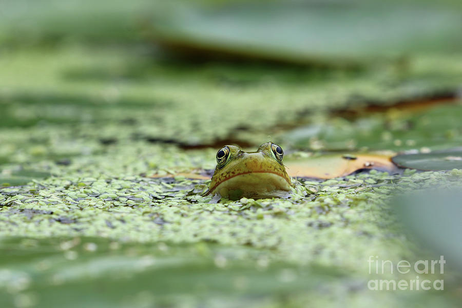 Frog In Duckweed 8579 Photograph by Jack Schultz