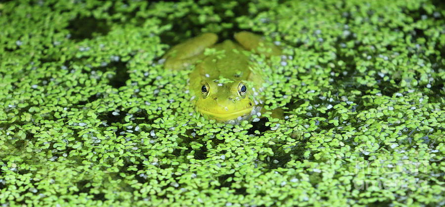 Frog In Duckweed 8969 Photograph by Jack Schultz