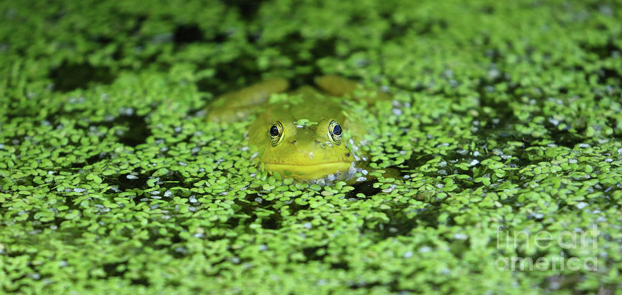 Frog In Duckweed 8974 Photograph by Jack Schultz