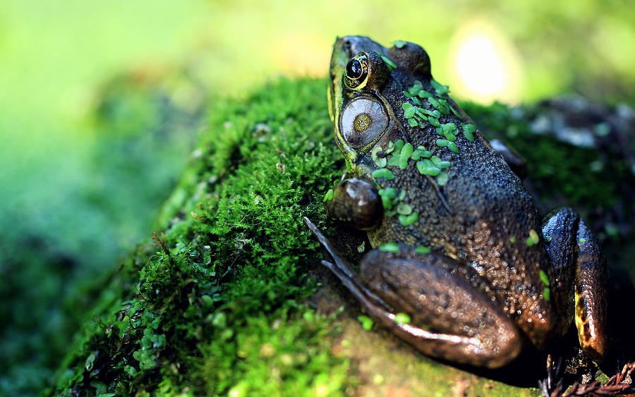 Frog in Green Photograph by Joseph Skompski
