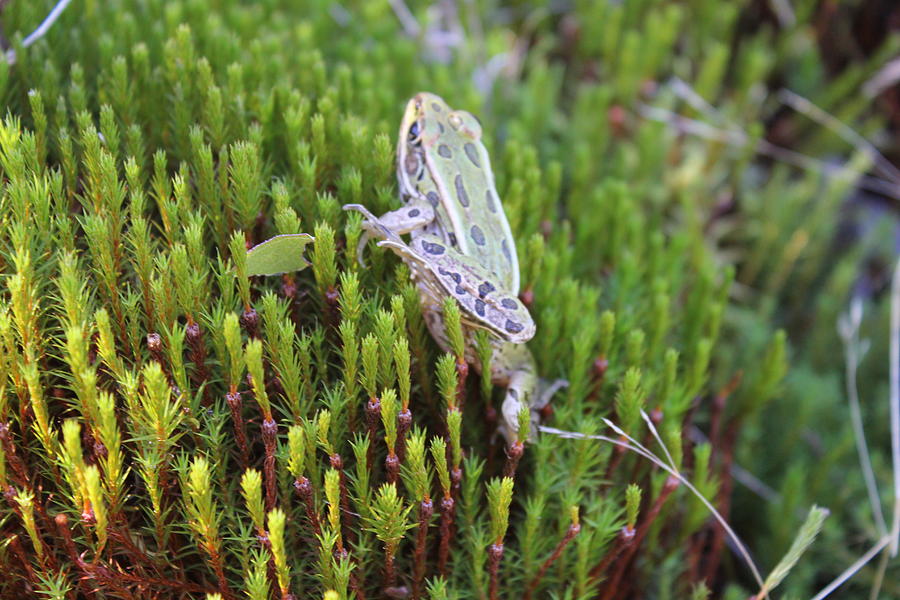 Frog in the Moss 2 Photograph by Ruth Kamenev