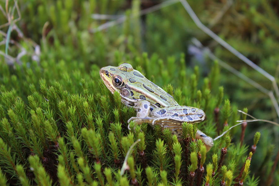 Frog in the Moss 3 Photograph by Ruth Kamenev