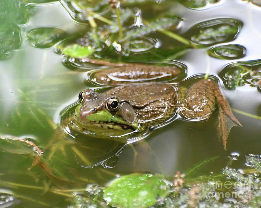 Frog In The Pond Photograph