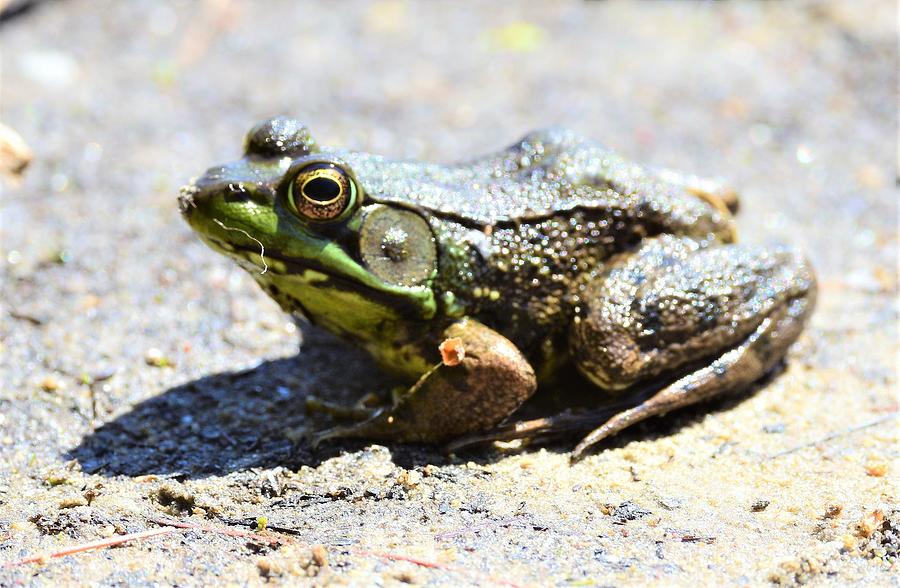 Frog in the sand Photograph by Jo-Ann Matthews - Fine Art America