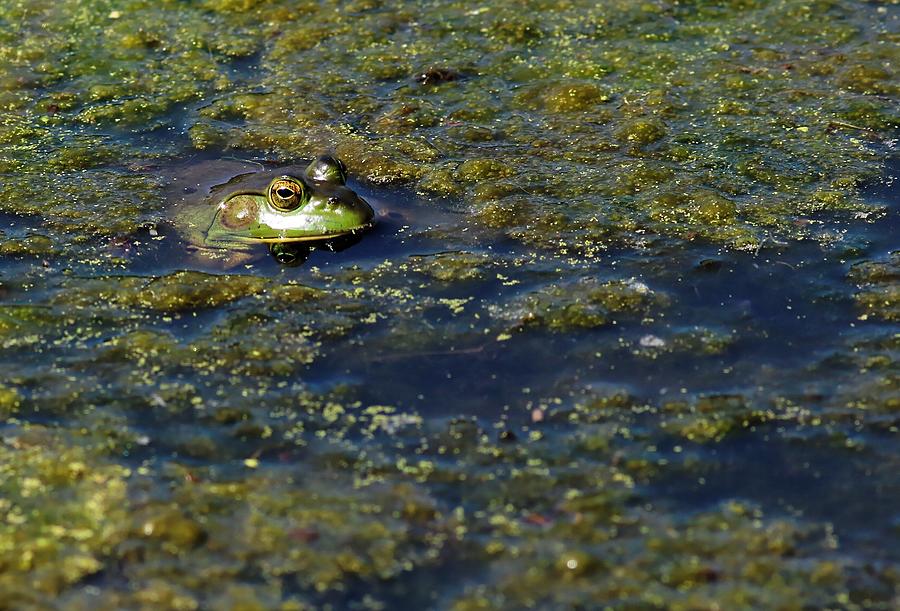 Frog In Water Photograph By Jon Madison Fine Art America   Frog In Water Jon Madison 