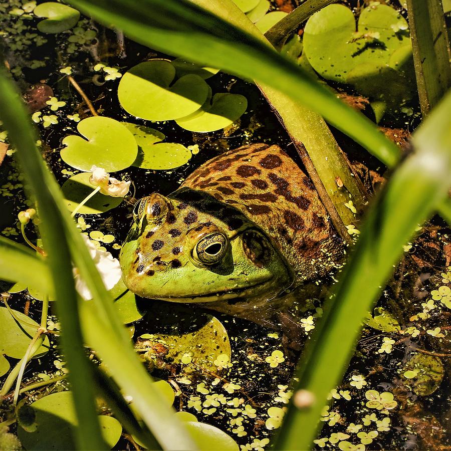 Frog Photograph by John Linnemeyer