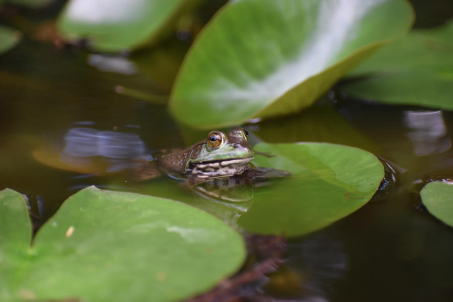 Nature Photograph - Frog by Katlyn Reynolds