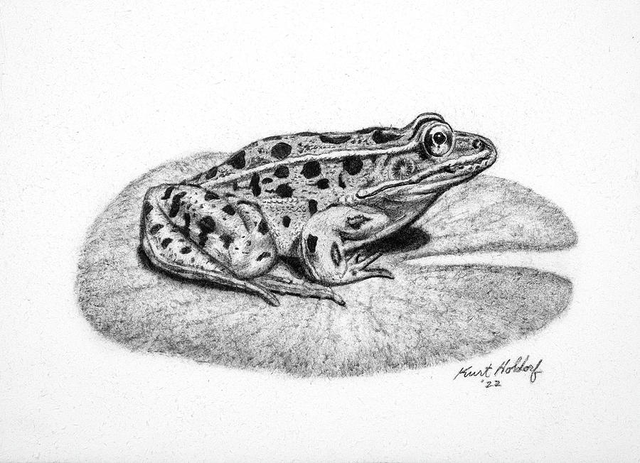 Frog Drawing by Kurt Holdorf