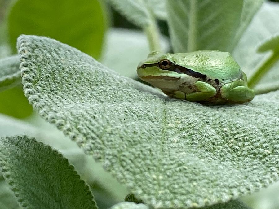 Frog Landing Photograph by Ramie Liddle - Fine Art America