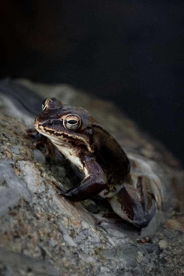 Frog Legs Photograph by Linda Bonaccorsi