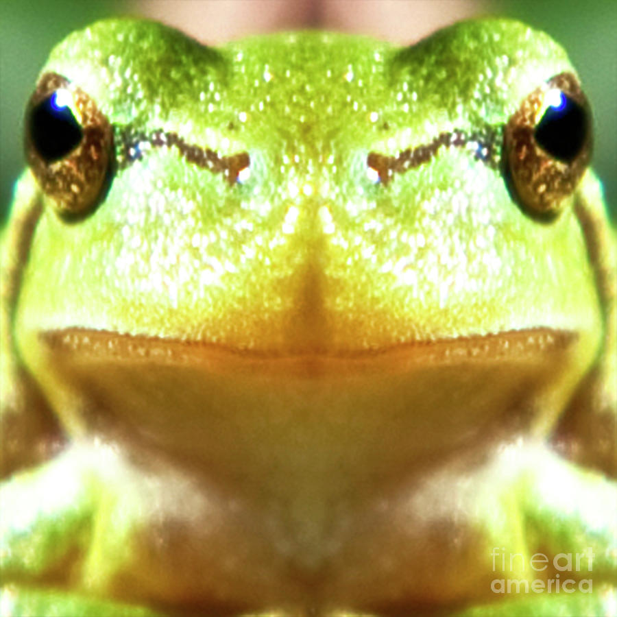 Frog Mask Photograph
