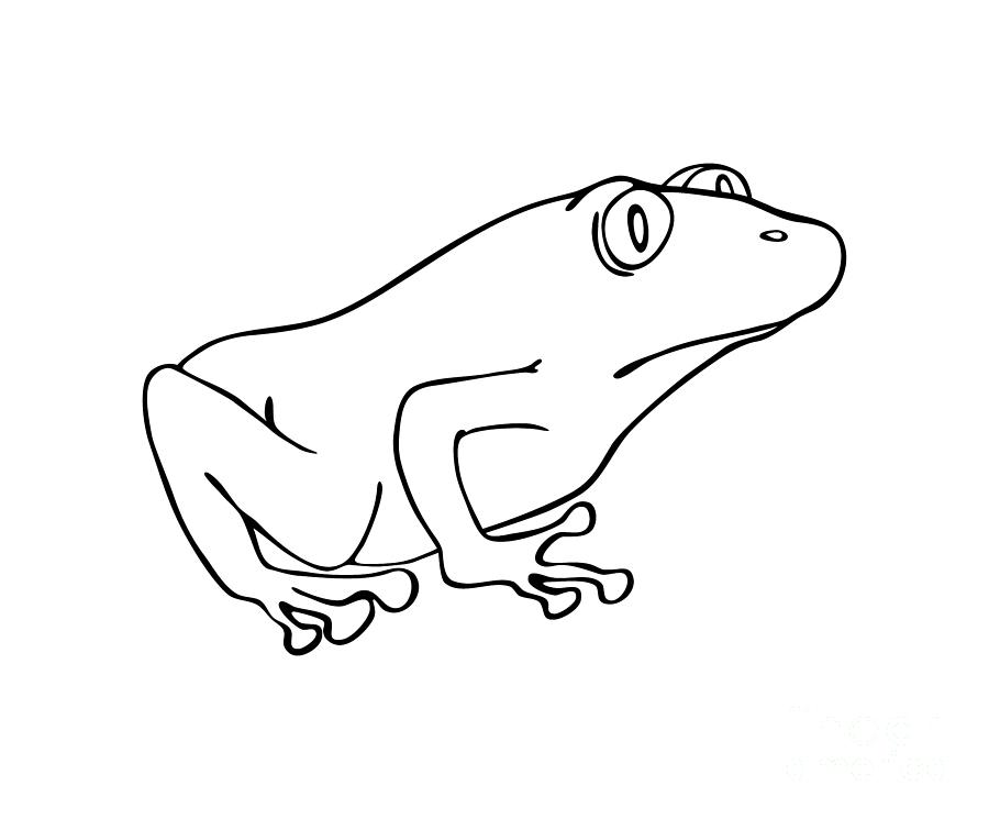 Frog Drawing by Michal Boubin